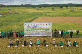 Desa Pasar Terusan Batang Hari siap tanam padi dua kali setahun