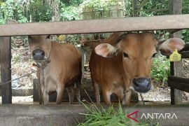 Tiga vaksin atasi penyakit hewan ternak musim kemarau di Kaltim