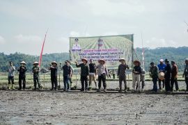 Pemkab Ciamis bertahap memperluas sistem tanam padi organik