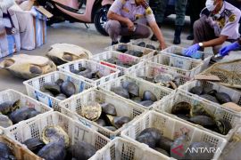 Karantina Kalsel gagalkan penyelundupan 179 ekor kura-kura dilindungi