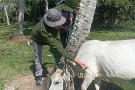 Distan Aceh Besar gencarkan vaksinasi ternak cegah penyakit menular