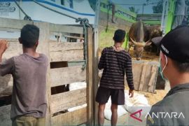 BKHIT Maluku fasilitasi pengiriman ternak sapi dan kambing ke Timika Papua
