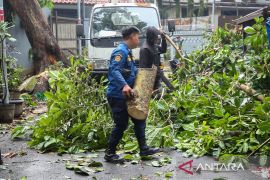 Pemkot Bandung menggencarkan pemangkasan pohon rawan tumbang