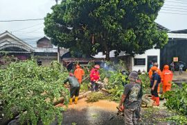 Petugas evakuasi pohon tumbang tutup jalan nasional Tulungagung-Kediri