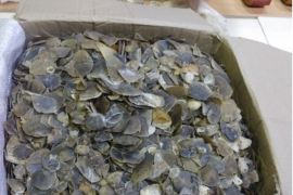 Kemenhut gagalkan perdagangan 22 kg sisik trenggiling di Medan