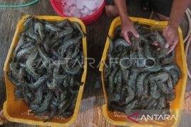 Dua komoditas udang jadi andalan ekspor Kaltim