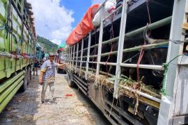 NTB buka opsi pemasukan sapi perah untuk kebutuhan MBG