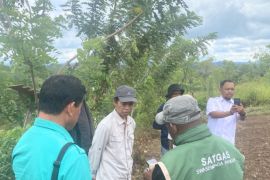 Genjot produktivitas pertanian, BBRMP Maluku optimalkan lahan di Seram Barat