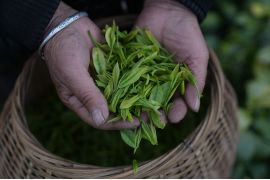 Menengok suasana musim panen teh putih di Anji, China