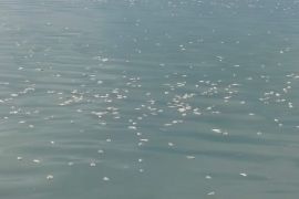 Penetapan zona pelestarian Danau Maninjau atasi pencemaran