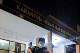 Karantina Sulut sita empat boks daging anjing dari KM Cantika 7F