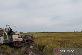 Petani Penajam harus laporkan rencana panen padi