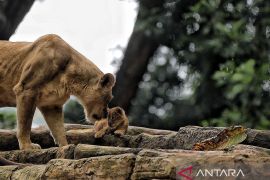 Huru-Hara Mati, Bandung Zoo Baru "Dilelang" Pemkot Bandung