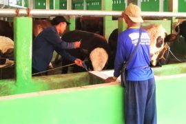 Disnakan Magetan sediakan layanan pusat panggilan untuk vaksinasi PMK