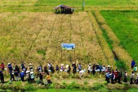 50 persen beras dari Kukar, buktikan penghasil lumbung pangan Kaltim