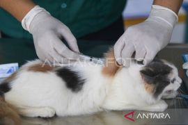 31 puskeswan Kaltim optimalkan vaksin cegah rabies