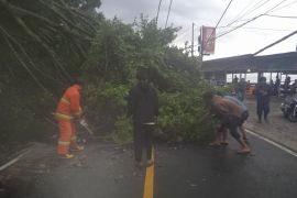 Pohon tumbang di lintas Parapat, pengendara diingatkan tingkatkan kewaspadaan