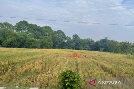 DKP3 Majalengka mencatat produksi padi Januari-Maret capai 204.261 ton