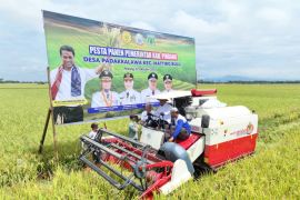 Panen raya padi di Pinrang tembus 6,8 ton per hektare