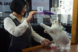 Bukan sekadar cantik, ini kriteria ketat juri internasional dalam menilai kucing ras di Shibuya Catwalk Bandung