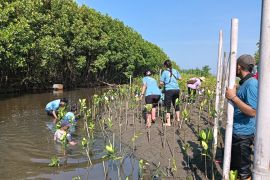 Malibu Beachfront tanam 1.000 mangrove di Pantai Tirang