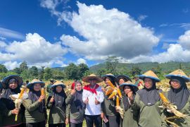 Pemkab Malteng percepat swasembada pangan berbasis potensi lokal di Tehoru