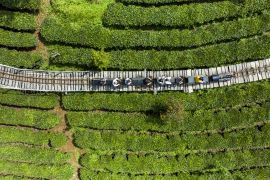 Provinsi Yunnan di China padukan industri teh lokal dengan pariwisata