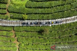 Provinsi Yunnan di China padukan industri teh lokal dengan pariwisata