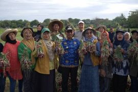 Legislator dorong Pemkot Tangerang kembangkan urban farming