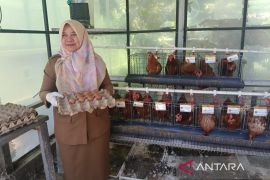 DKP3 Cirebon mengembangkan "urban farming" terpadu di lahan sempit