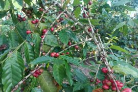 Desa penyangga Mandalika mengembangkan tanaman kopi