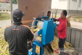 BRIN kembangkan teknologi pengolahan gula semut dari sorgum