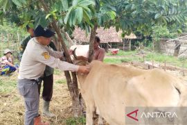 Diskannak OKU Timur pastikan stok hewan kurban tersedia