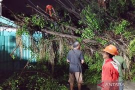 Pemkot Jaktim targetkan evakuasi 60 pohon tumbang rampung akhir pekan