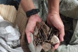 Kemenhut tahan WNA terkait penyelundupan 796 kg sisik trenggiling