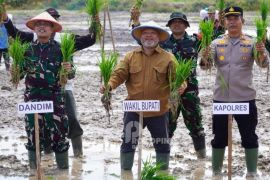 Berau tambah 100 hektare sawah demi ketahanan pangan
