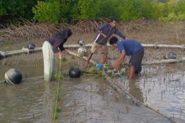Mahasiswa Undana Uji Keramba POD dan Perkuat Konservasi Pesisir Semau