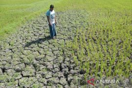 BMKG: Kemarau 2026 lebih kering dibanding rata-rata selama 30 tahun