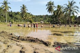 Mentan menjamin ketersediaan stok beras nasional di tengah ancaman Godzilla El Nino