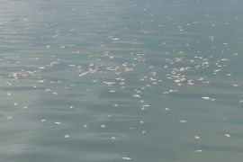 Rp125 juta kerugian petani KJA Danau Maninjau dampak kematian ikan