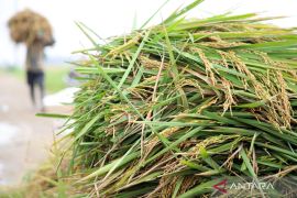 Indonesia ready for El Ni&ntilde;o with rice surplus: minister