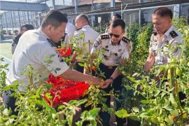 Lapas Banda Aceh panen program ketahanan pangan warga binaan