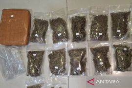 Polda Metro Jaya tangkap seorang pelaku pengedar ganja seberat 6,2 kilogram di Depok