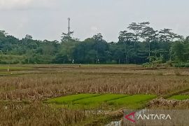 Dinas Pertanian Banyumas optimistis produksi padi pada 2026 meningkat