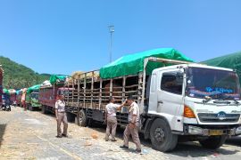 Pemprov NTB terapkan kuota pengiriman sapi 20 truk per hari