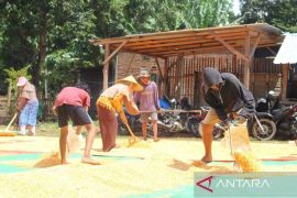 Bulog serap 56 Ribu ton jagung petani Bima-Dompu pada 2026