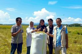 Bulog Kolaka serap langsung gabah petani perkuat cadangan pangan