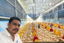 Peternak ayam lokal di Belitung resah adanya ekspansi kemitraan perusahaan besar