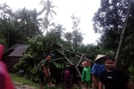 BPBD Agam: angin puting beliung rusak dua rumah, satu tertimpa pohon