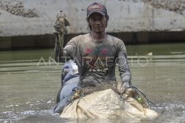 KPKP Jaksel musnahkan ikan sapu-sapu dengan dibelah dan dikubur